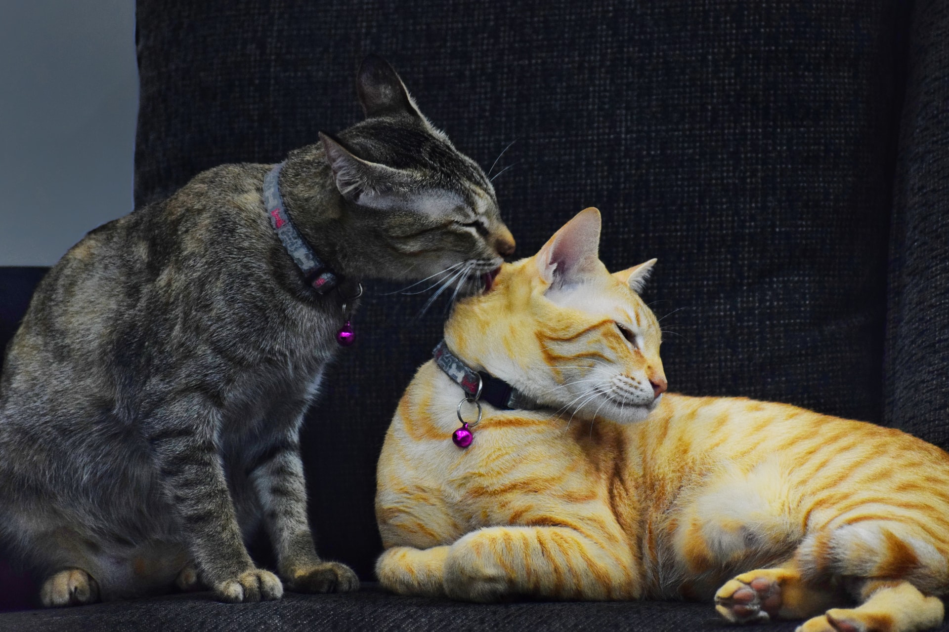 お互いをペロペロ 猫のアログルーミング えだまめさんぽとホースシュー